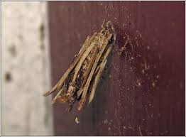 Attēlu rezultāti vaicājumam “Psyche casta larva”