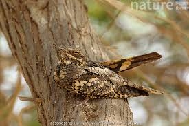 Attēlu rezultāti vaicājumam “Caprimulgus europaeus”