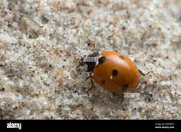 Attēlu rezultāti vaicājumam “Coccinella septempunctata imago”