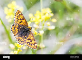 Attēlu rezultāti vaicājumam “Hamearis lucina”