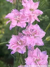 Image result for Delphinium consolida