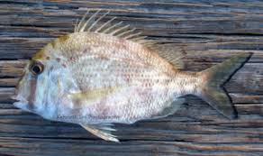 Image result for Calamus nodosus