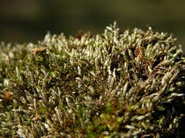 Attēlu rezultāti vaicājumam “Bryum argenteum”