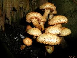 Attēlu rezultāti vaicājumam “Pholiota squarrosa”