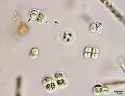 Attēlu rezultāti vaicājumam “Gloeocapsa rupestris”