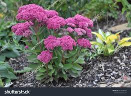 Attēlu rezultāti vaicājumam “Hylotelephium telephium bud”