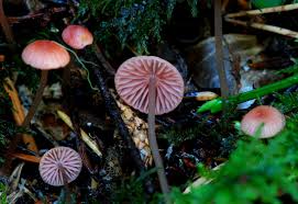 Attēlu rezultāti vaicājumam “Mycena rosella”