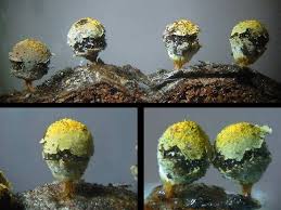 Attēlu rezultāti vaicājumam “Craterium aureum spores”