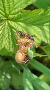 Attēlu rezultāti vaicājumam “Xysticus bifasciatus female”