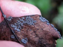 Attēlu rezultāti vaicājumam “Didymium serpula spores”