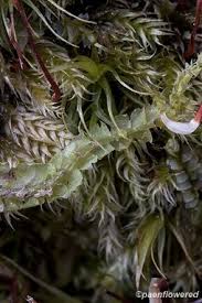 Attēlu rezultāti vaicājumam “Lophocolea heterophylla”