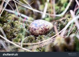 Attēlu rezultāti vaicājumam “Gallinago gallinago nest”