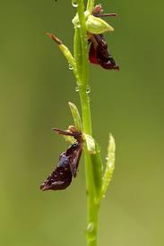 Attēlu rezultāti vaicājumam “Ophrys insectifera”