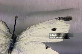 Attēlu rezultāti vaicājumam “Pieris rapae”