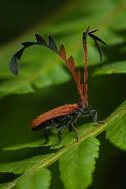 Attēlu rezultāti vaicājumam “Ctenicera pectinicornis male”