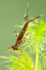 Attēlu rezultāti vaicājumam “Platycnemis pennipes”