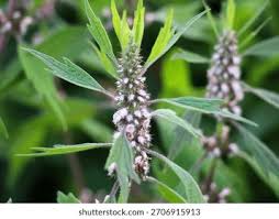 Attēlu rezultāti vaicājumam “Leonurus quinquelobatus flower”