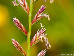 Attēlu rezultāti vaicājumam “Lolium perenne”