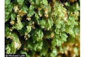 Attēlu rezultāti vaicājumam “Schistostega pennata”