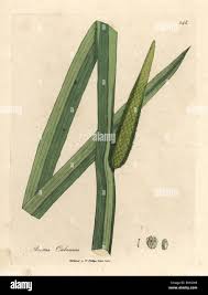Attēlu rezultāti vaicājumam “Acorus calamus leaf”