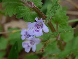 Attēlu rezultāti vaicājumam “Glechoma hederacea”