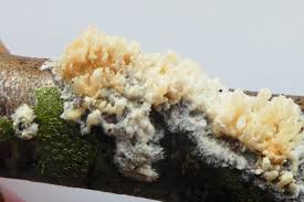 Attēlu rezultāti vaicājumam “Basidioradulum radula”