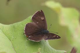 Attēlu rezultāti vaicājumam “Thecla betulae female”