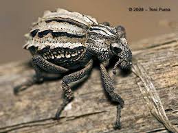 Image result for Brachycerus undatus