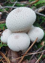 Attēlu rezultāti vaicājumam “Lamproderma pulchellum”