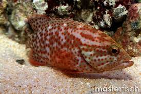 Image result for Cephalopholis cruentata