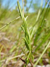 Attēlu rezultāti vaicājumam “Epilobium palustre”