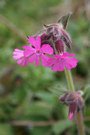 Attēlu rezultāti vaicājumam “Silene dioica flower”