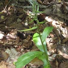 Attēlu rezultāti vaicājumam “Coeloglossum viride flower”