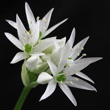 Attēlu rezultāti vaicājumam “Allium ursinum”