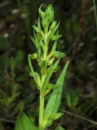 Attēlu rezultāti vaicājumam “Dactylorhiza cruenta leaf”