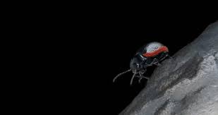 Attēlu rezultāti vaicājumam “Chrysolina sanguinolenta”