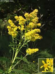 Attēlu rezultāti vaicājumam “Solidago virgaurea flower”