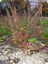 Attēlu rezultāti vaicājumam “Chenopodium polyspermum”