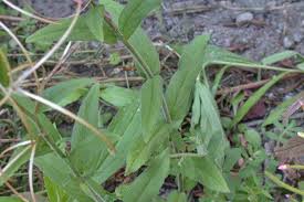 Attēlu rezultāti vaicājumam “Epilobium parviflorum”