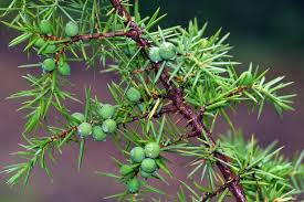 Attēlu rezultāti vaicājumam “Juniperus communis leaf”