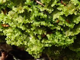 Attēlu rezultāti vaicājumam “Orthotrichum, Nyholmiella”