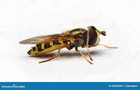 Attēlu rezultāti vaicājumam “Syrphus sp.”