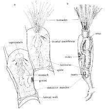 Attēlu rezultāti vaicājumam “Bryozoa”