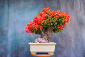Image result for bougainvillea