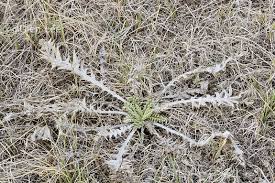 Attēlu rezultāti vaicājumam “Cirsium x rigens leaf”