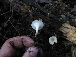 Attēlu rezultāti vaicājumam “Polyporus tubaeformis”