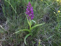 Attēlu rezultāti vaicājumam “Dactylorhiza”