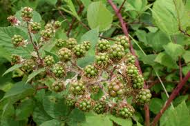 Attēlu rezultāti vaicājumam “Rubus plicatus fruit”