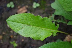 Attēlu rezultāti vaicājumam “Serratula tinctoria leaf”
