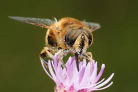 Attēlu rezultāti vaicājumam “Eristalis sp.”